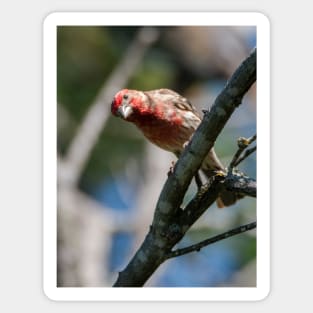 House Finch Hello You Sticker